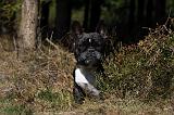 BOULEDOGUE FRANCAIS 912